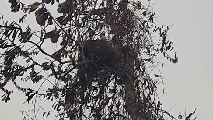 Orang utan saat terlihat di atas pohon Kotawaringin Barat yang kini menghilang. (dok BKSDA Kalteng)