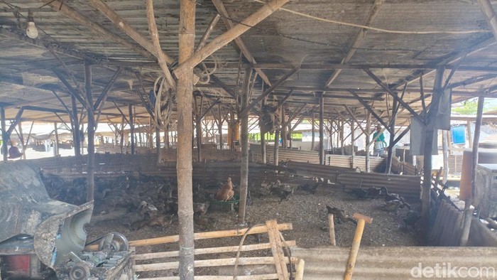 Peternakan bebek di perumahan Woodville Residents Sidoarjo