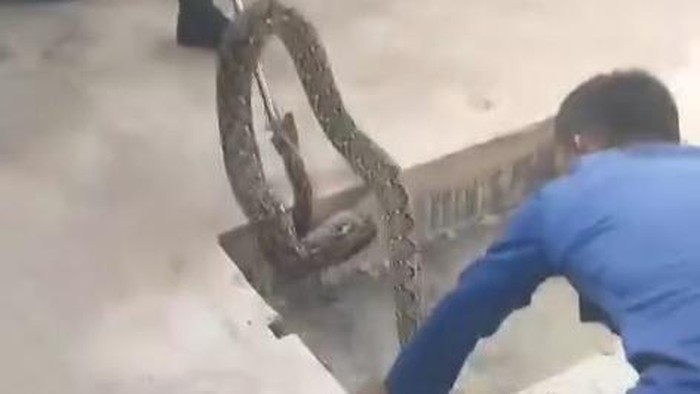 Petugas Damkarmat mengevakuasi ular piton 4 meter di kolong pencucian mobil.