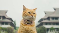 Video: Meong! Kucing ITB Bawa LFM Raih Penghargaan Internasional NextScene 
