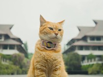Video: Kenalan Sama Siti, Kucing ITB Pemeran Utama Film Meong!