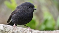 Dari Sisa 5 Ekor, Burung Ini Berjaya Jadi 'Bird of the Year'