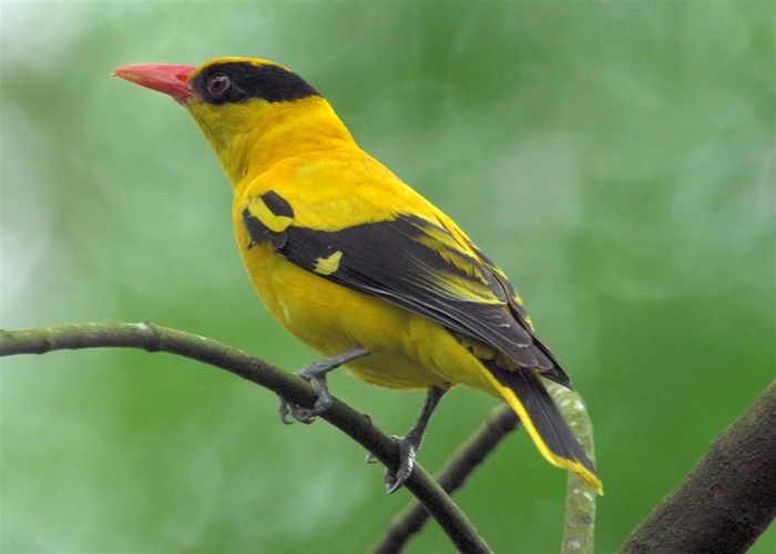Burung Kepodang (Oriolus chinensis)