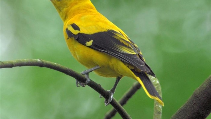Burung Kepodang (Oriolus chinensis). 7 hewan pembawa keberuntungan menurut Primbon Jawa. 