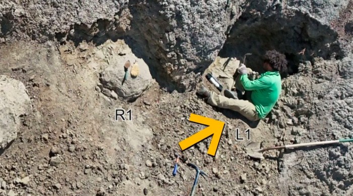Jejak kaki T-Rex ditemukan di North Dakota