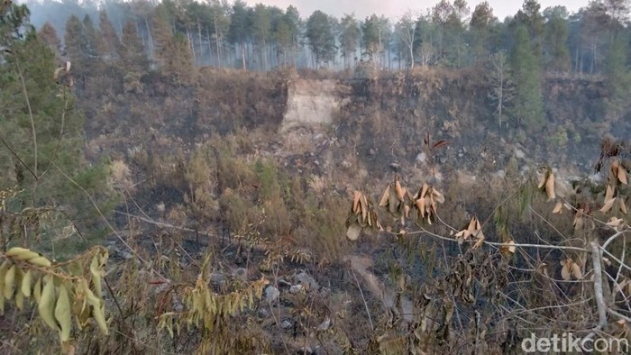 Bekas kebakaran hutan di kawasan Taman Nasional Gunung Merapi (TNGM) di Jurangjero, Srumbung, Magelang, Rabu (23/9/2026).