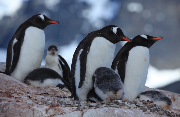 Penguin gentoo