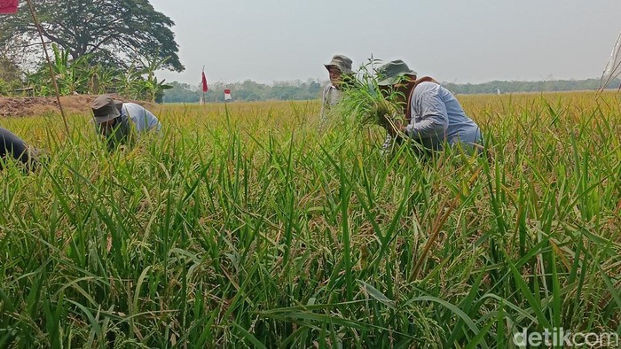 Pertamina genjot pertanian di Indramayu