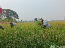 Pertamina Genjot Hasil Panen Petani di Indramayu