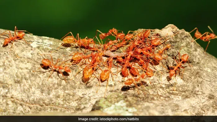 Unik! Warga India Bikin Sambal dari Semut Merah