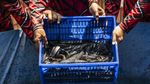 Semarang Kembangkan Lele Bioflok untuk Bantu Penuhi Kebutuhan Protein Anak