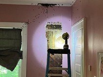 Anak Ngaku Ada Monster di Kamarnya, Ternyata 65.000 Ekor Lebah Bersarang!