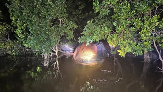 Bangkai Diduga Paus 8 Meter Terdampar di Tepian Sungai Bahale Inhil