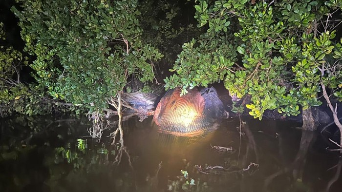 Bangkai diduga Paus 8 meter terdampar di tepi Sungai Bahale, Indragiri Hilir, Riau, pada Rabu (23/9/2026).