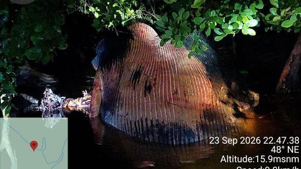 Bangkai diduga Paus 8 meter terdampar di tepi Sungai Bahale, Indragiri Hilir, Riau Bangkai diduga Paus 8 meter terdampar di tepi Sungai Bahale, Indragiri Hilir, Riau, pada Rabu (23/9/2026).