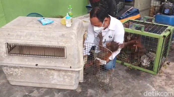 Bayi Orang Utan Dinas dan Mumi Masih Dirawat di BKSDA Pangkalan Bun