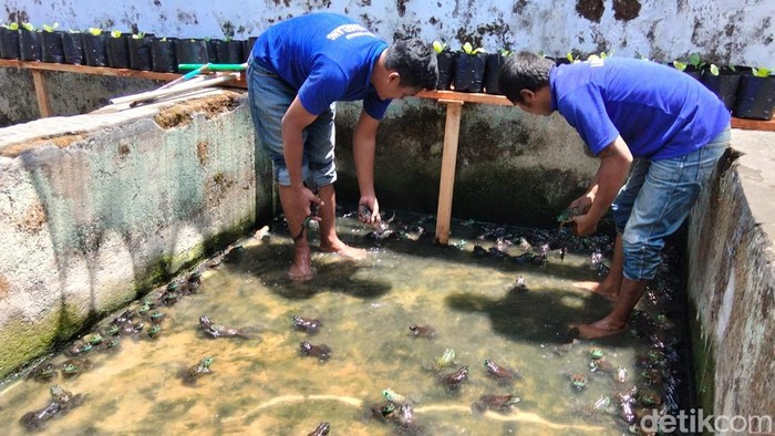 Budi daya katak bullfrog di Lapas Kelas IIA Magelang, Kamis (24/9/2026).