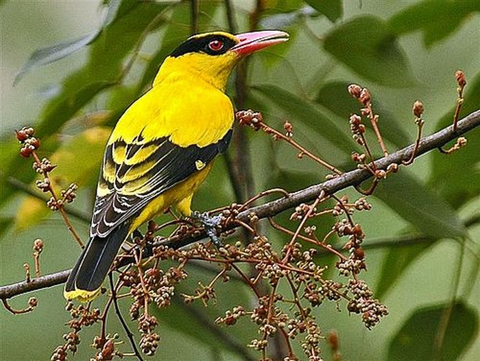 Burung Kepodang (Oriolus chinensis)