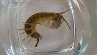 Udang Setan Serbu Perairan Inggris, Spesies Asli Terancam