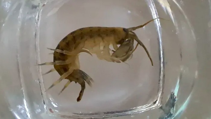 Demon shrimp