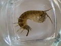 Udang Setan Serbu Perairan Inggris, Spesies Asli Terancam