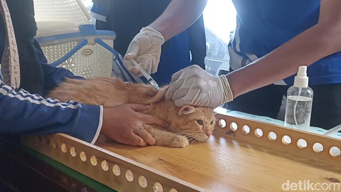 Dinas Peternakan Tulungagung vasksinasi rabies massal