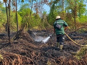 Karhutla Terjadi di Konsesi Perusahaan Jambi, Penyebabnya Ditelusuri