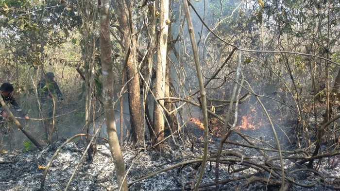 Kebakaran di area TN Way Kambas Lampung