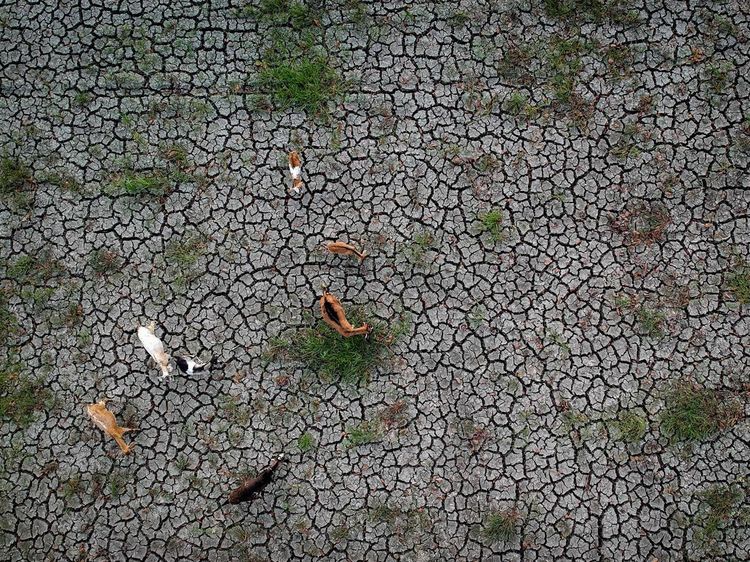 2.897 Hektare Sawah di Banten Terdampak Kekeringan