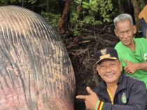Paus Sepanjang 10 Meter Mati Terdampar di Inhil