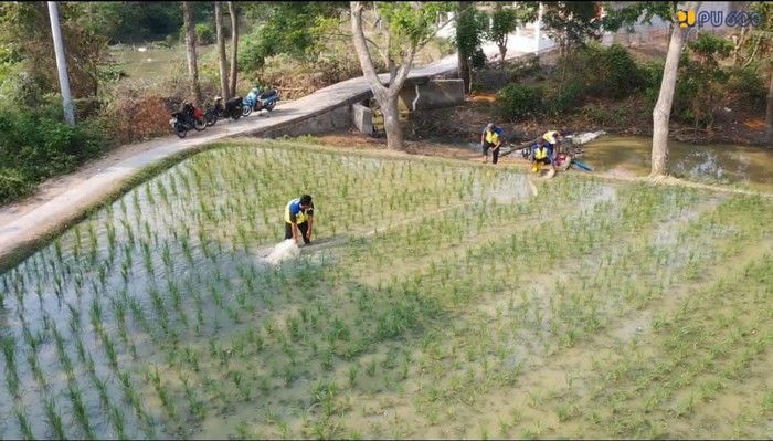 Pompanisasi sawah di Karawang