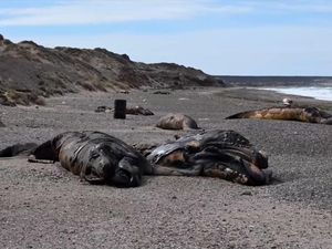 Penampakan Puluhan Bangkai Anak Paus Terdampar di Pantai Argentina