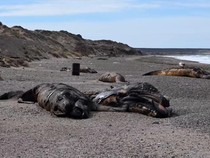 Penampakan Puluhan Bangkai Anak Paus Terdampar di Pantai Argentina