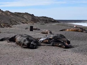 Penampakan Puluhan Bangkai Anak Paus Terdampar di Pantai Argentina