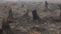 Karhutla Makin Membara, Walhi Nilai Penegakan Hukum Beri Efek Jera