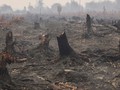 Realiza Antichamas, Gel dari Brasil yang Diuji untuk Padamkan Karhutla