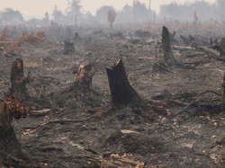 Realiza Antichamas, Gel dari Brasil yang Diuji untuk Padamkan Karhutla
