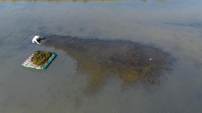 Pekerja memanen rumput laut jenis Gracilaria sp. di areal tambak Desa Pabean Udik, Indramayu, Jawa Barat, Kamis (24/9/2026). Kementerian Kelautan dan Perikanan (KKP) mendorong peningkatan produksi rumput laut Gracilaria untuk menarik investasi industri pengolahan dan meningkatkan nilai tambah bagi pembudi daya melalui penerapan teknologi pembibitan berbasis spora. ANTARA FOTO/Dedi Suwidiantoro