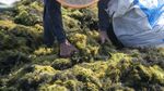 Rumput Laut Gracilaria Digenjot, KKP Bidik Investasi Industri