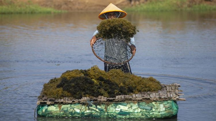 Rumput Laut Gracilaria Digenjot, KKP Bidik Investasi Industri