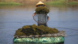 Rumput Laut Gracilaria Digenjot, KKP Bidik Investasi Industri