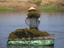 Rumput Laut Gracilaria Digenjot, KKP Bidik Investasi Industri