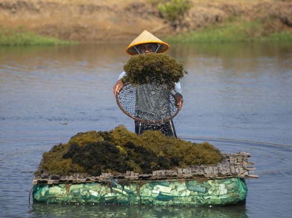 Rumput Laut Gracilaria Digenjot, KKP Bidik Investasi Industri