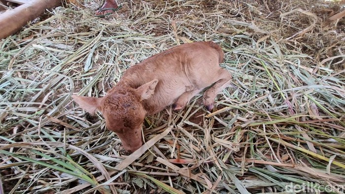 Penampakan sapi berkaki dua milik warga Kedungjati, Selopamioro, Imogiri, Bantul.