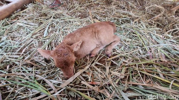 Sapi Berkaki Dua di Bantul Penampakan sapi berkaki dua milik warga Kedungjati, Selopamioro, Imogiri, Bantul.