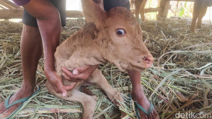 Penampakan sapi berkaki dua milik warga Kedungjati, Selopamioro, Imogiri, Bantul.