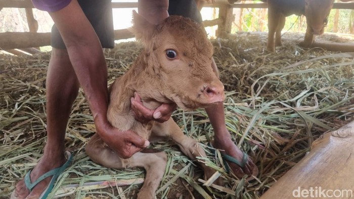 Penampakan sapi berkaki dua milik warga Kedungjati, Selopamioro, Imogiri, Bantul.