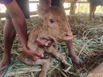 Cuma Punya 2 Kaki, Anak Sapi di Imogiri Kini Menyusu Pakai Dot