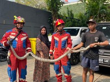 Tukang Kebun di Kemang Terkejut Ada Sanca 3 Meter Saat Bersihkan Pekarangan