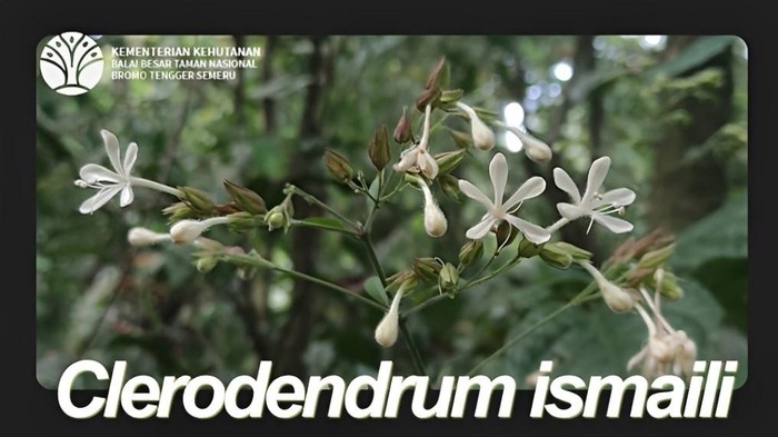 Clerodendrum ismaili